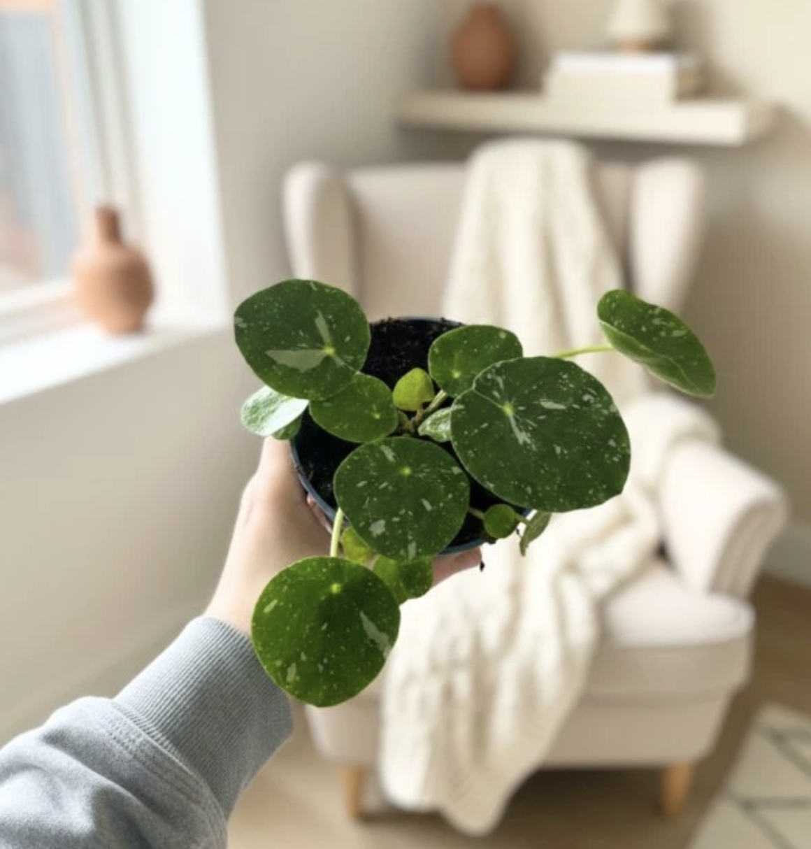Pilea Peperomioides Variegata